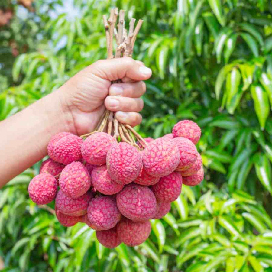 বোম্বে লিচু ১০০ পিস