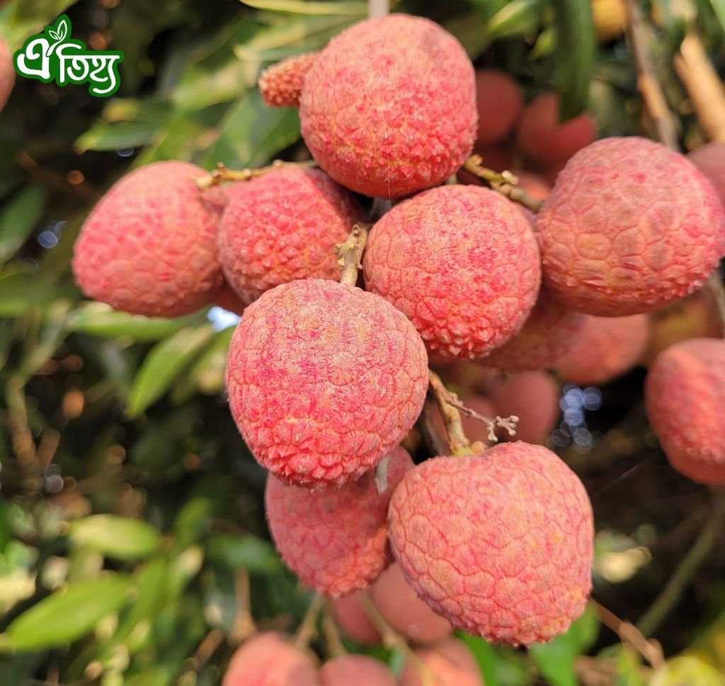 বেদানা লিচু ১০০ পিস