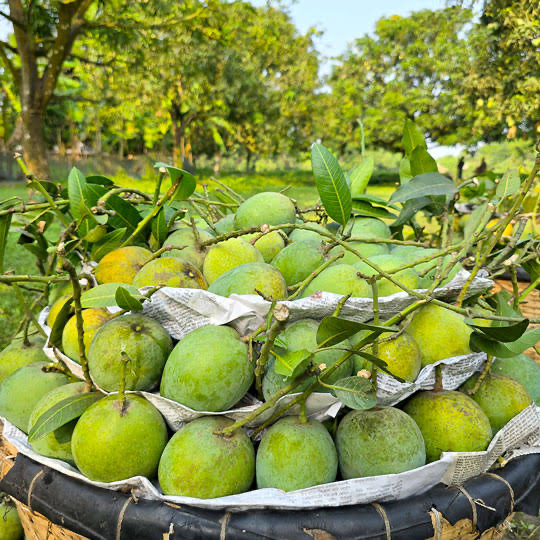 হিমসাগর আম ১০ কেজি