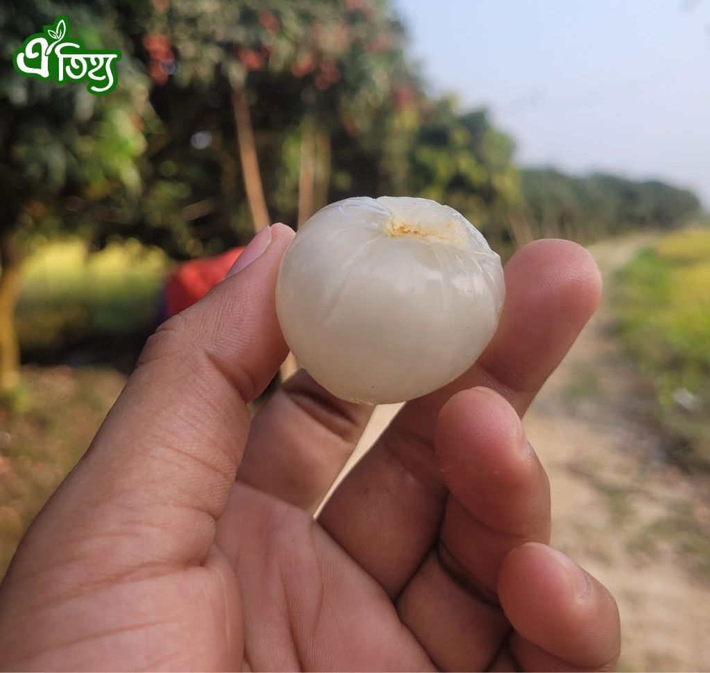 বোম্বে লিচু ৫০ পিস