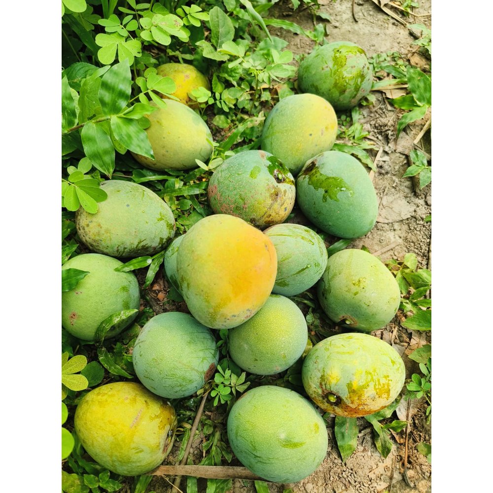হিম সাগর ৫ কেজি