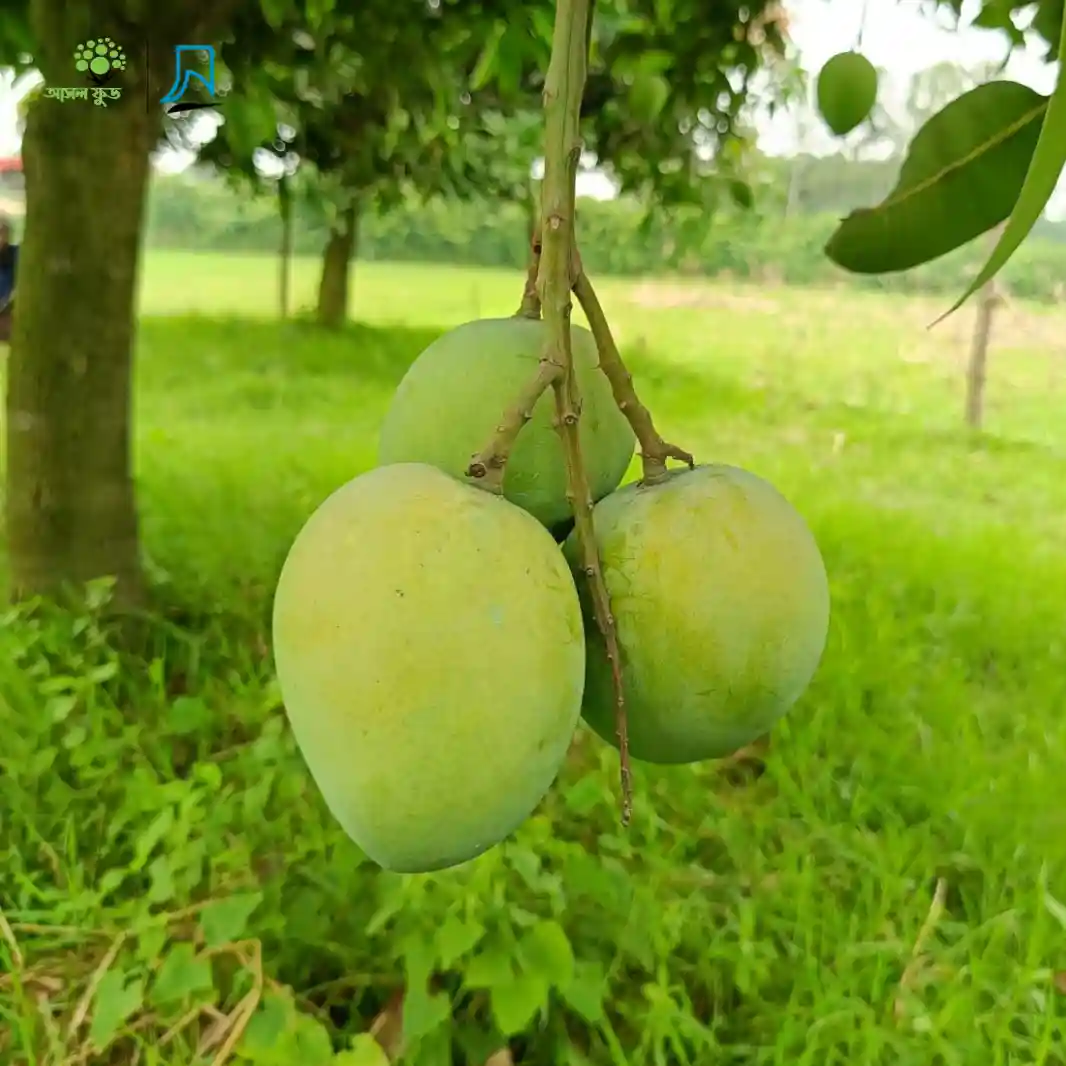 হাড়িভাঙ্গা আম - HariVanga MAngo 20 KG