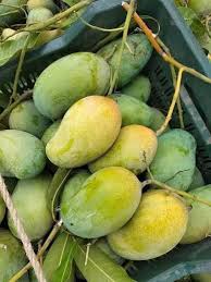 আম্রপালি আম - Amrapali Mango 10 Kg